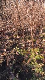 Frambozen planten, Tuin en Terras, Planten | Struiken en Hagen, Ophalen of Verzenden, Overige soorten, Minder dan 100 cm
