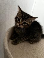 Lieve kittens (Britse Korthaar moeder) zoeken een warm thuis, Dieren en Toebehoren, Meerdere dieren, 0 tot 2 jaar