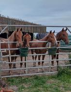 Mooie KWPN paarden, Dieren en Toebehoren, Merrie, Minder dan 160 cm, 0 tot 2 jaar
