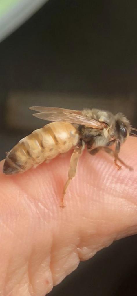 Buckfast koninginnen onbevrucht, Dieren en Toebehoren, Insecten en Spinnen, Bijen