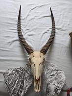 Gemsbok gewei / schedel, Verzamelen, Dierenverzamelingen, Ophalen of Verzenden, Zo goed als nieuw, Hert, Schedel
