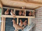 Nederlandse hoogvlieger, duiven, bruine duiven, Dieren en Toebehoren, Meerdere dieren, Tropenvogel, Geringd