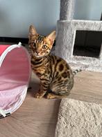 Raszuivere Bengaalse kittens, Meerdere dieren, Gechipt, 0 tot 2 jaar