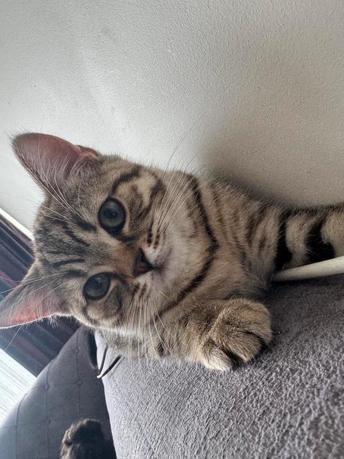 Britse korthaar, Dieren en Toebehoren, Katten en Kittens | Raskatten | Korthaar