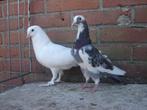 Sierduiven *, Dieren en Toebehoren, Vogels | Duiven