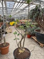 Caudex Uncarina Roeoesliana uit Madagaskar 180cm hoog, Ophalen, Overige soorten, Bloeiende kamerplant, 150 tot 200 cm
