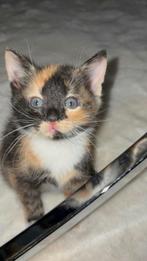 Lieve kleine schildpad poesje nog beschikbaar, Dieren en Toebehoren, Poes, Kortharig, 0 tot 2 jaar