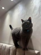 Britse korthaar kat dekkater niet te koop, Dieren en Toebehoren, Katten en Kittens | Dekkaters, 3 tot 5 jaar