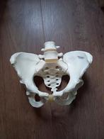 Anatomisch model bekken, Antiek en Kunst, Ophalen of Verzenden