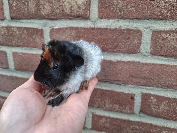Cavia borstel zeugje gemengd schimmel, Dieren en Toebehoren, Knaagdieren, Vrouwelijk, Cavia, November