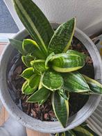 Sanseveria plantjes, Ophalen, Overige soorten, Minder dan 100 cm