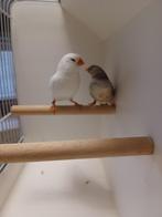 Grote witte zebravink man, Dieren en Toebehoren, Vogels | Overige Vogels, Mannelijk, Geringd