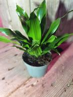 Dracaena fragrans Janet Craig 2 kamerplant, Ophalen, Halfschaduw, Minder dan 100 cm