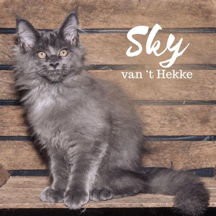 Maine coon kitten met papieren, poesje, Dieren en Toebehoren, Katten en Kittens | Raskatten | Langhaar, Poes, 0 tot 2 jaar, Met stamboom