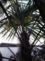 Zaden bonte tuinenpalm, Tuin en Terras, Bloembollen en Zaden, Ophalen of Verzenden, Voorjaar, Volle zon, Zaad