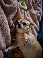 Chihuahua Teefje Te Koop., Dieren en Toebehoren, Honden | Chihuahua's en Gezelschapshonden, Rabiës (hondsdolheid), Teef, Eén hond