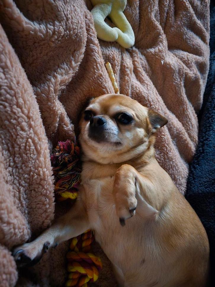 Chihuahua Teefje Te Koop., Dieren en Toebehoren, Honden | Chihuahua's en Gezelschapshonden, Teef, Chihuahua, Particulier, Eén hond