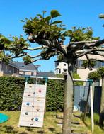 Speeltoestel, Ophalen, Zo goed als nieuw, Klimnet