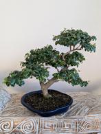 Ligustrum Ovalifolium 10 jaar, Tuin en Terras, Planten | Bomen, Ophalen of Verzenden, Bloeit niet, Overige soorten, Minder dan 100 cm