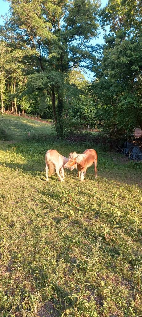Pension weide 365/24/7 RUIN in Frankrijk, Dieren en Toebehoren, Stalling en Weidegang, Weidegang