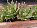 ALOE VERA vetplant diverse stuks 2 euro ps ong 10 x 10 cm, Huis en Inrichting, Kamerplanten, Minder dan 100 cm, Halfschaduw, Bloeiende kamerplant