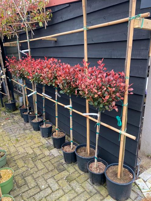 Photinia bol op stam groenblijvend €39,95 pst op= op, Tuin en Terras, Planten | Bomen, Bolboom, 100 tot 250 cm, Volle zon, Zomer