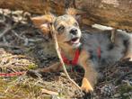 Puppy charlie, Dieren en Toebehoren, Parvo, Reu, 8 tot 15 weken, Eén hond