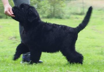 Zwarte russische terrier puppies beschikbaar voor biedingen
