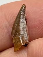 Vlijmscherpe Abelisaurus tand - 18 mm, Ophalen of Verzenden, Fossiel