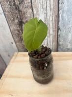 Alocasia gageana baby in Leca / semi hydro, Huis en Inrichting, Kamerplanten, Overige soorten, Minder dan 100 cm, Groene kamerplant