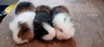 Cavia, Dieren en Toebehoren, Knaagdieren, Cavia, Mannelijk, Juli, Tam