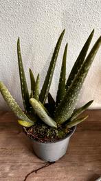 Aloe Vera - Geneeskrachtige Plant, Volle zon, Vaste plant, Bloeit niet, Ophalen