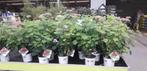 Hortensia Annabel strong wit en roze 4+1 Gratis, Vaste plant, Halfschaduw, Zomer, Ophalen