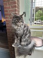 Maine Coon kat, Dieren en Toebehoren, Katten en Kittens | Raskatten | Langhaar, Kater, Gechipt, 3 tot 5 jaar