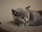 BRITSE KORTHAAR KITTENS ️mogen nest verlaten, Meerdere dieren, Ontwormd