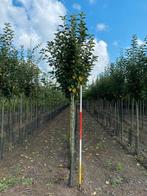 Sierappel Malus evereste, Lente, Appelboom, Volle zon, 250 tot 400 cm