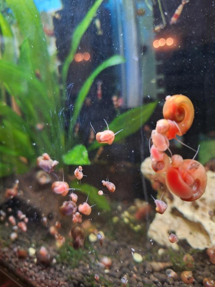 Posthoornslakken nuttige opruimers aquarium slak tropisch, Dieren en Toebehoren, Vissen | Aquariumvissen, Zoetwatervis, Slak of Weekdier