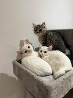 Britse korthaar kittens, Dieren en Toebehoren, Katten en Kittens | Raskatten | Korthaar, Meerdere dieren, Gechipt, 0 tot 2 jaar