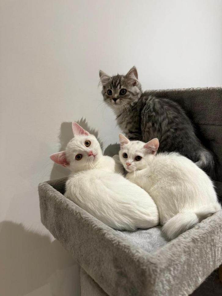 Britse korthaar kittens, Dieren en Toebehoren, Katten en Kittens | Raskatten | Korthaar, Meerdere dieren, 0 tot 2 jaar, Gechipt