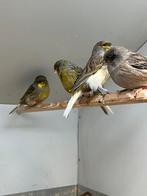 Gloster kanaries, Dieren en Toebehoren, Vogels | Kanaries, Meerdere dieren, Kleurkanarie