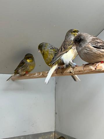 Gloster kanaries beschikbaar voor biedingen