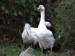 Boerenganzen wit en bont | Ganzen | Deskundig advies, Dieren en Toebehoren, Meerdere dieren, Gans of Zwaan
