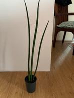 Sanseveria Cylindrica, Huis en Inrichting, Ophalen, Overige soorten, Minder dan 100 cm