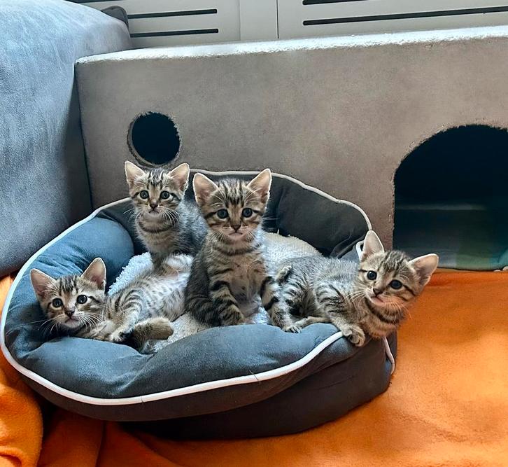 Prachtige kittens  🐾, Dieren en Toebehoren, Katten en Kittens | Raskatten | Korthaar, Meerdere dieren, 0 tot 2 jaar, Ontwormd