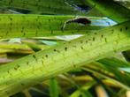 Baby algeneters ancistrus, Dieren en Toebehoren, Vis