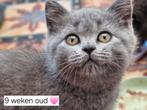 Lieve raszuivere Britse Korthaar Kittens, Dieren en Toebehoren, Meerdere dieren, Ontwormd