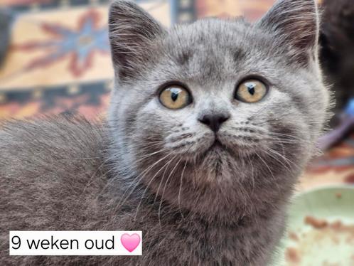 Lieve raszuivere Britse Korthaar Kittens, Dieren en Toebehoren, Katten en Kittens | Raskatten | Korthaar, Meerdere dieren, Ontwormd