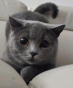 Britse korthaar, Dieren en Toebehoren, Katten en Kittens | Raskatten | Korthaar