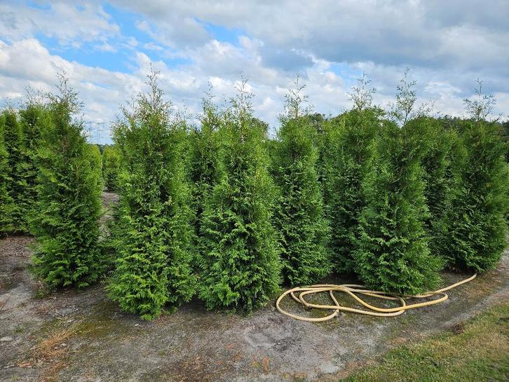 Coniferen thuja brabant tot 350cm hoog, Tuin en Terras, Planten | Struiken en Hagen, Conifeer, 100 tot 250 cm, Ophalen