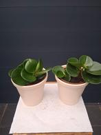 Peperomia kamerplanten in pot, Ophalen, Overige soorten, Halfschaduw, In pot